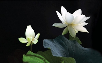 Nghiệp của "ác khẩu"